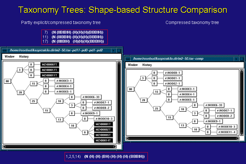 Taxonomy Tree