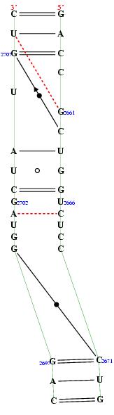 secondary structure of junction 1389