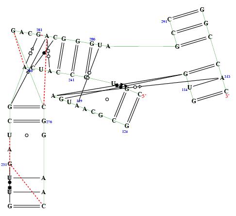 secondary structure of junction 1509