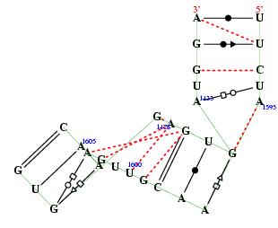 secondary structure of junction 1976