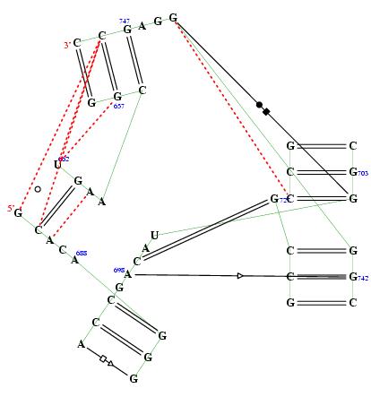 secondary structure of junction 5337