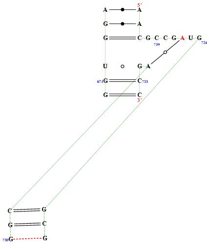 secondary structure of junction 9502
